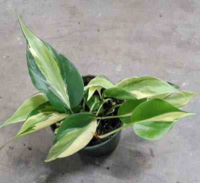 Silver Stripe Philodendron